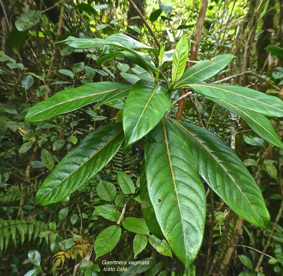 Veja Agora Os Benefícios Da Canela De Velho